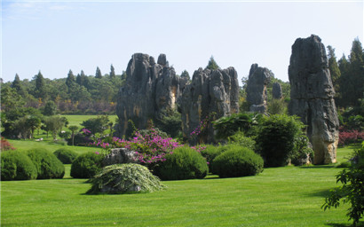 Stone Forest