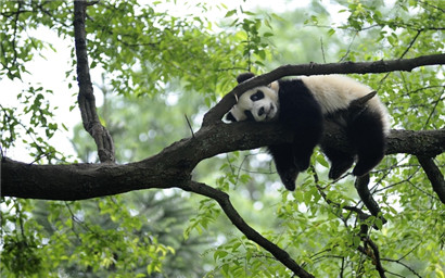 panda base2