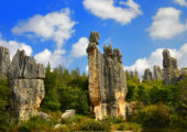 stone forest 02